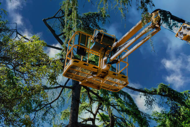 The Steps Involved in Our Tree Care Process in Canby, OR